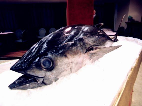 斯里蘭卡冰鮮金槍魚進(jìn)口報(bào)關(guān) 斯里蘭卡冰鮮金槍魚進(jìn)口報(bào)關(guān)