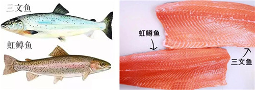 1576028414209206.jpg 上海進(jìn)口水產(chǎn)品報(bào)關(guān)