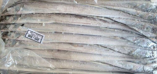 1582956106405855.jpg 巴基斯坦白帶魚/沙帶魚進(jìn)口清關(guān)