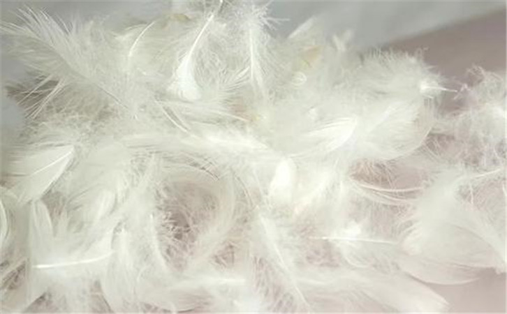 鵝毛進口報關(guān)代理公司 鵝毛進口報關(guān)