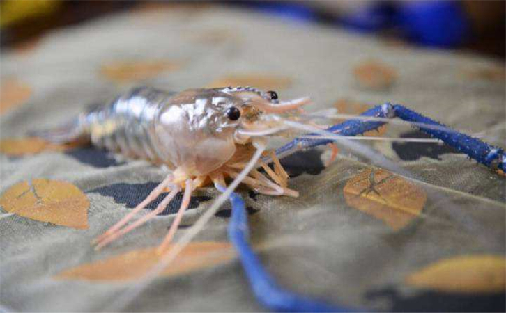 泰國蝦進(jìn)口報(bào)關(guān)代理公司 泰國蝦進(jìn)口報(bào)關(guān)代理公司