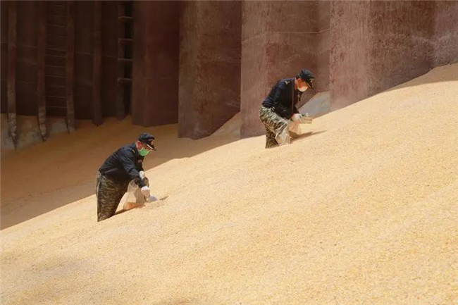 1592272567491017.jpg 進口玉米報關(guān)