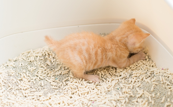 進(jìn)口貓砂清關(guān)代理流程和資料 進(jìn)口貓砂清關(guān)代理