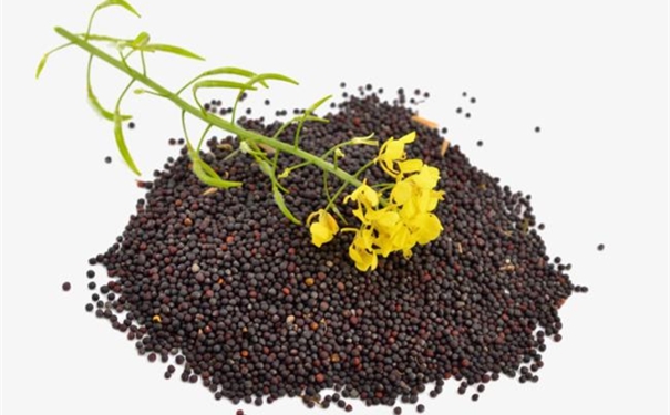 一般貿(mào)易進口油菜籽清關代理的流程 進口油菜籽清關代理