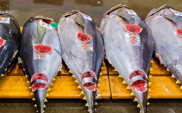 進(jìn)口冰鮮金槍魚(yú)清關(guān)