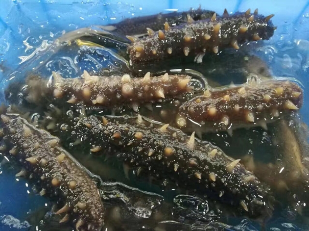 1629973808926833.jpg 進(jìn)口加拿大刺參清關(guān)_副本.jpg