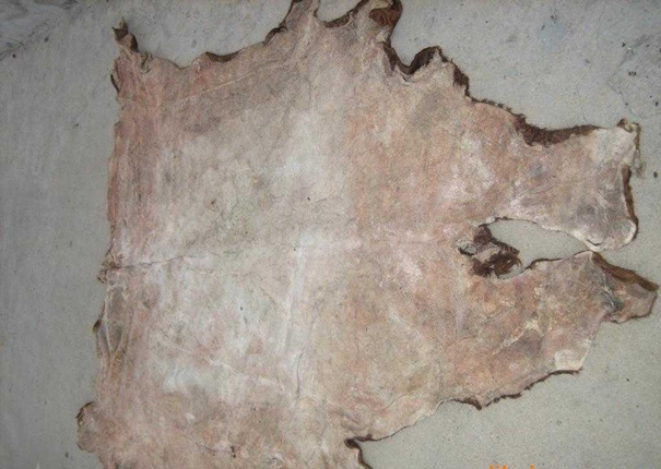 1639981630194716.jpg 牛皮進(jìn)口報(bào)關(guān)清關(guān)查驗(yàn)注意事項(xiàng)_副本.jpg