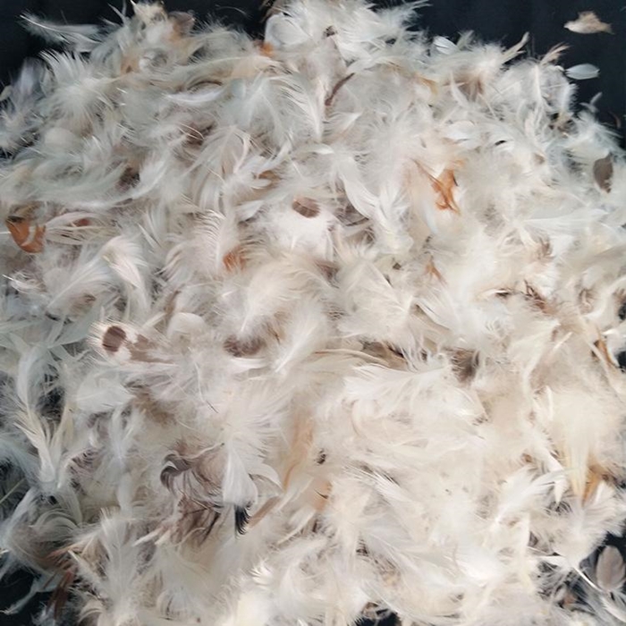 1640769686121567.jpg 鴨毛進口報關(guān)清關(guān)代理_副本.jpg