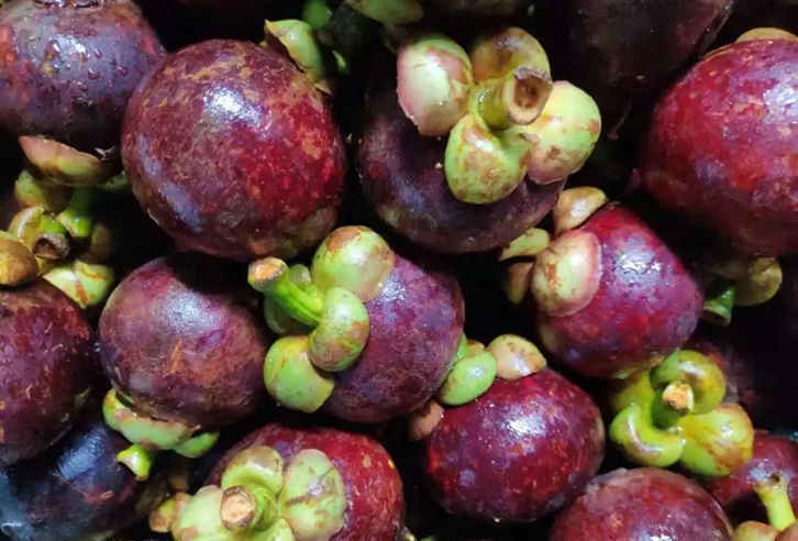 越南山竹進(jìn)口清關(guān)費(fèi)用 越南山竹進(jìn)口清關(guān)費(fèi)用