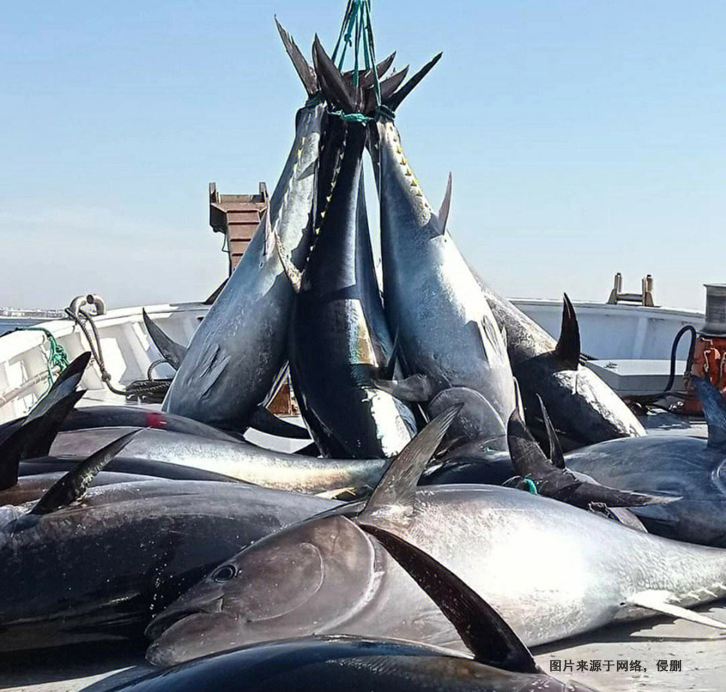 美國金槍魚進(jìn)口報(bào)關(guān)費(fèi)用 美國金槍魚進(jìn)口報(bào)關(guān)費(fèi)用