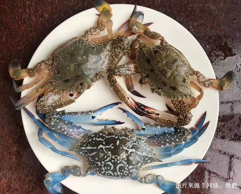 深圳進(jìn)口冷凍螃蟹報(bào)關(guān)流程 深圳進(jìn)口冷凍螃蟹報(bào)關(guān)流程